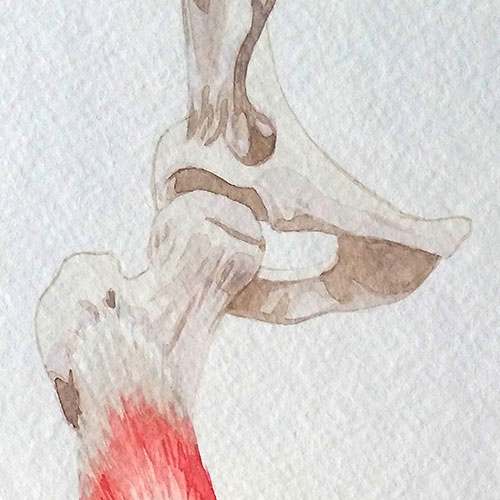 Biomedical Illustration